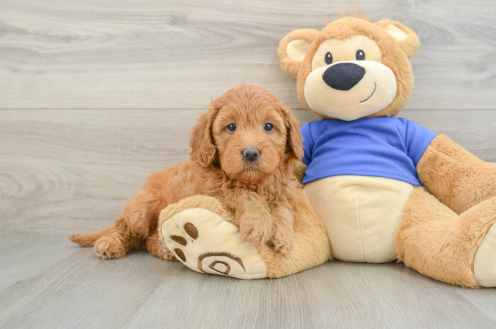 6 week old Mini Goldendoodle Puppy For Sale - Pilesgrove Pups