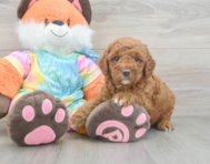 7 week old Mini Goldendoodle Puppy For Sale - Pilesgrove Pups
