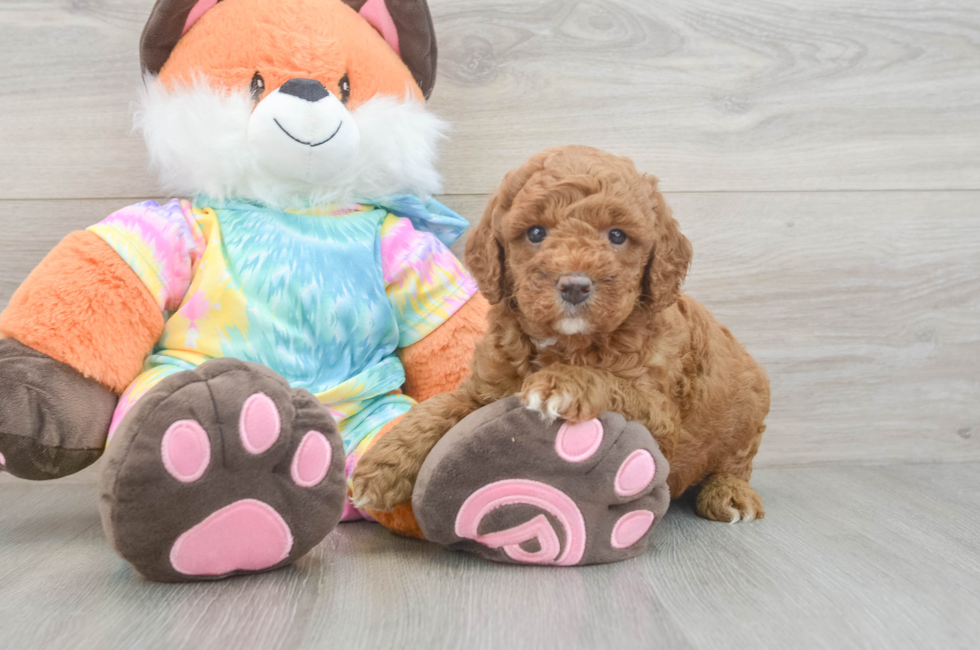 5 week old Mini Goldendoodle Puppy For Sale - Pilesgrove Pups