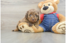 Happy Mini Goldendoodle Baby