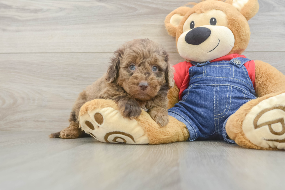 Happy Mini Goldendoodle Baby