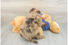Little Mini Goldenpoo Poodle Mix Puppy