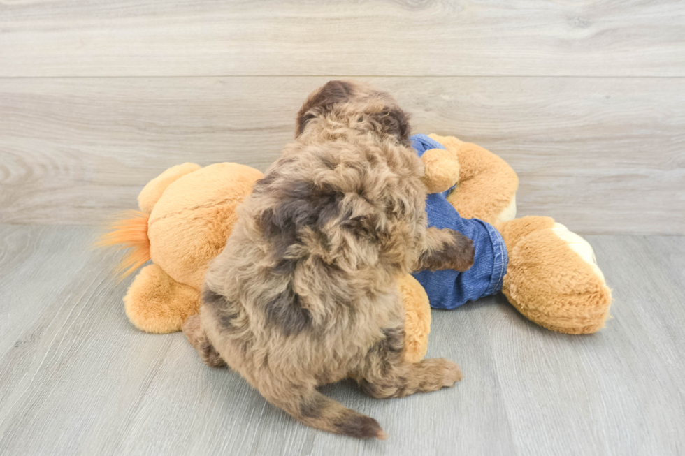 Little Mini Goldenpoo Poodle Mix Puppy