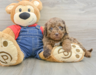 9 week old Mini Goldendoodle Puppy For Sale - Pilesgrove Pups