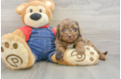 Petite Mini Goldendoodle Poodle Mix Pup