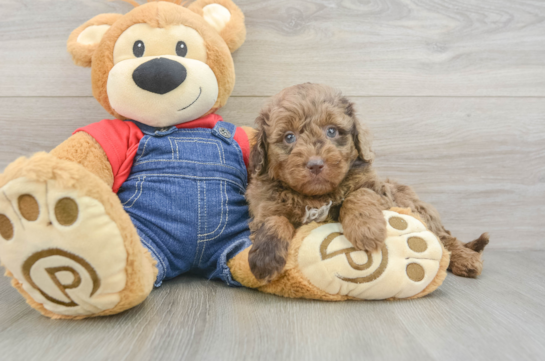 Petite Mini Goldendoodle Poodle Mix Pup
