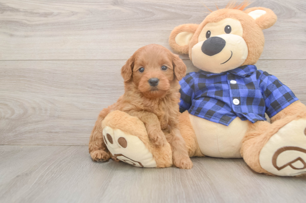 6 week old Mini Goldendoodle Puppy For Sale - Pilesgrove Pups