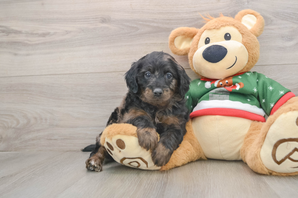 6 week old Mini Goldendoodle Puppy For Sale - Pilesgrove Pups