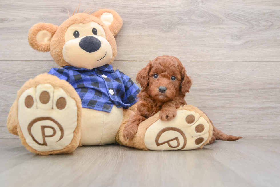 Funny Mini Goldendoodle Poodle Mix Pup