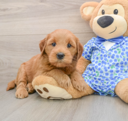 6 week old Mini Goldendoodle Puppy For Sale - Pilesgrove Pups