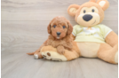 Cute Mini Goldendoodle Baby