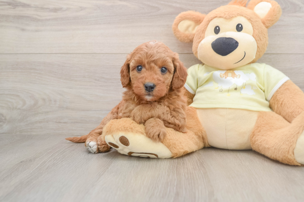 Cute Mini Goldendoodle Baby