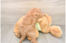 Smart Mini Goldendoodle Poodle Mix Pup