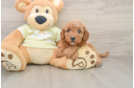 Best Mini Goldendoodle Baby