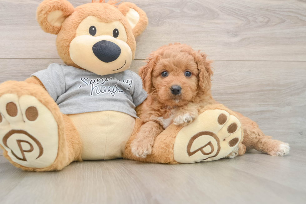 Happy Mini Goldendoodle Baby