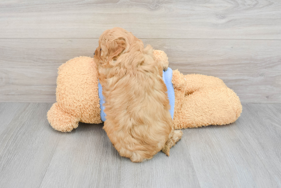 Fluffy Mini Goldendoodle Poodle Mix Pup