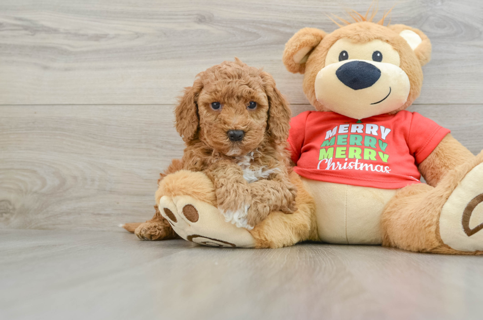 5 week old Mini Goldendoodle Puppy For Sale - Pilesgrove Pups