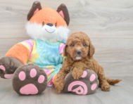 7 week old Mini Goldendoodle Puppy For Sale - Pilesgrove Pups