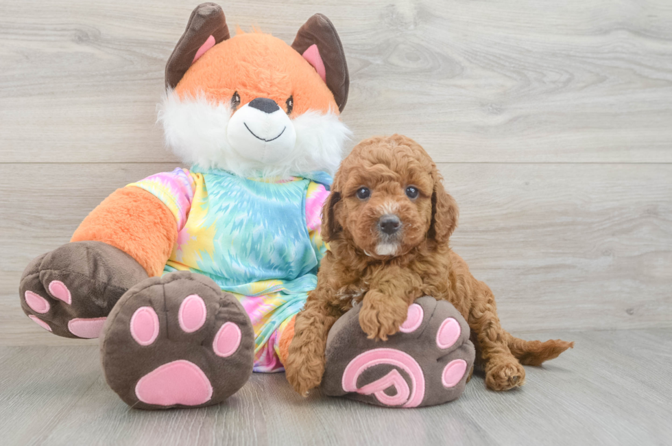 5 week old Mini Goldendoodle Puppy For Sale - Pilesgrove Pups