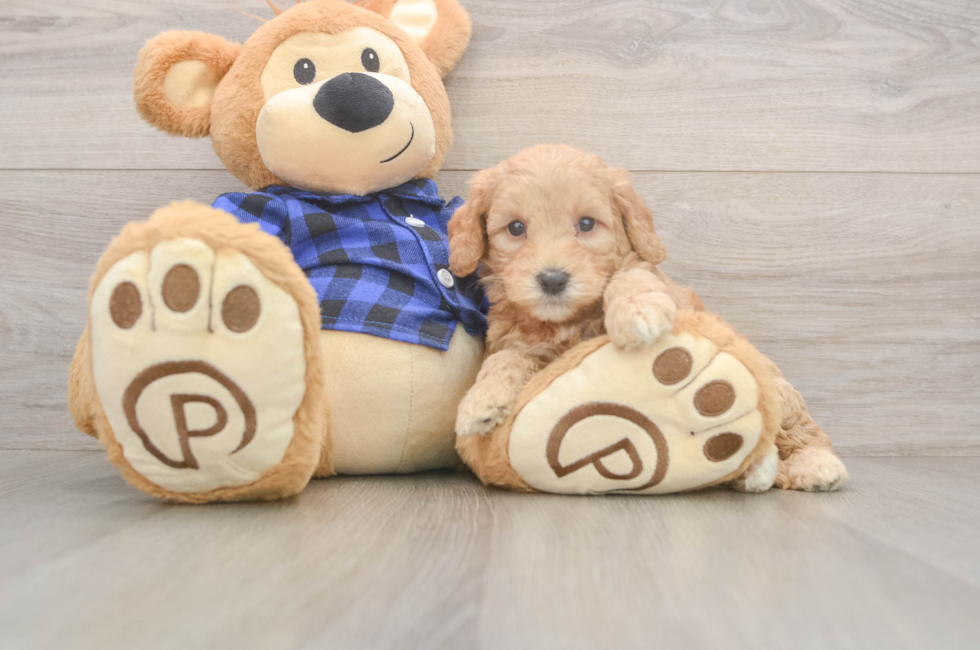 6 week old Mini Goldendoodle Puppy For Sale - Pilesgrove Pups
