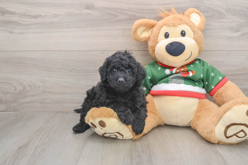 Hypoallergenic Mini Goldiepoo Poodle Mix Puppy