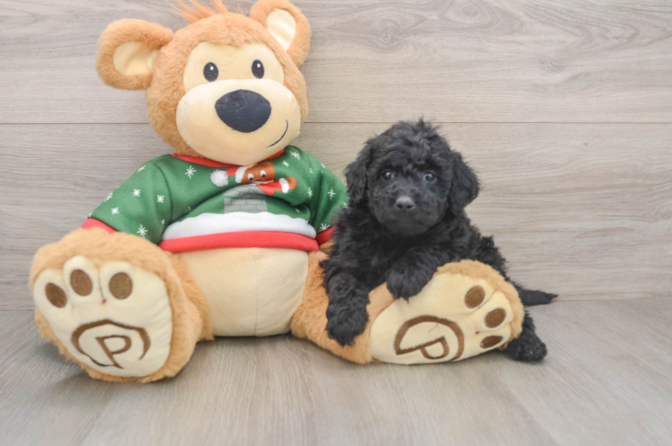 6 week old Mini Goldendoodle Puppy For Sale - Pilesgrove Pups