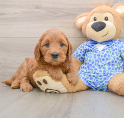 6 week old Mini Goldendoodle Puppy For Sale - Pilesgrove Pups
