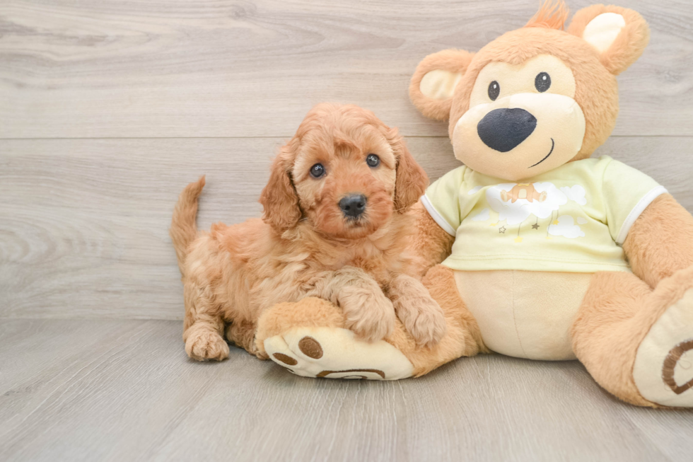 Playful Mini Groodle Poodle Mix Puppy