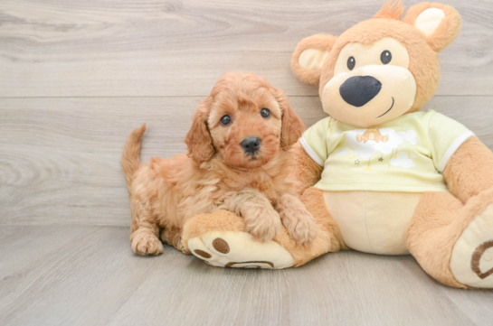 Playful Mini Groodle Poodle Mix Puppy