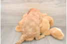 Petite Mini Goldendoodle Poodle Mix Pup