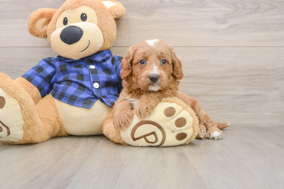 Mini Goldendoodle Puppy for Adoption