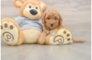 Mini Goldendoodle Puppy for Adoption