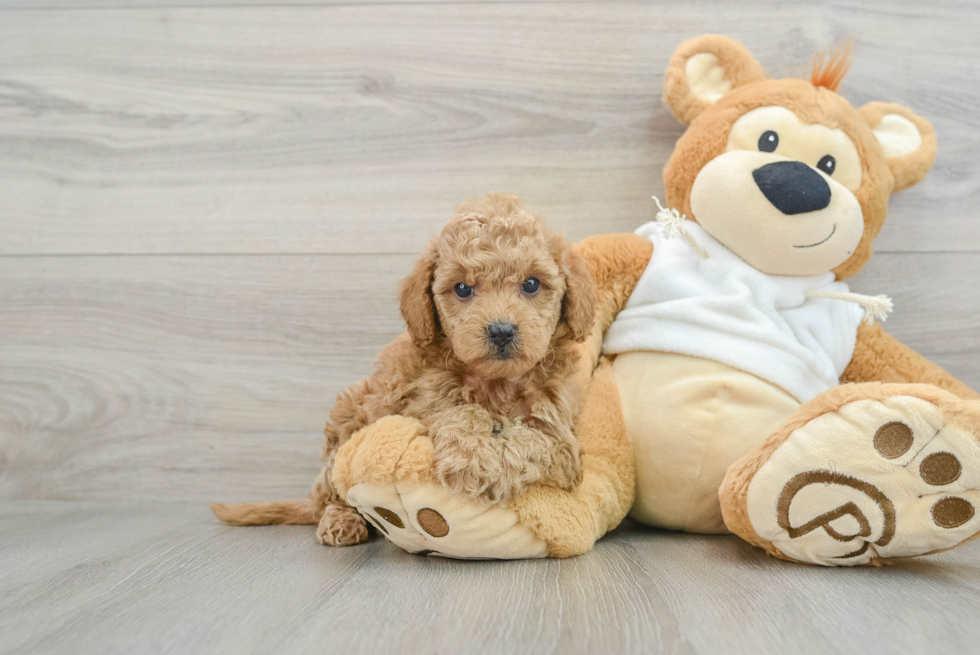 Mini Goldendoodle Pup Being Cute