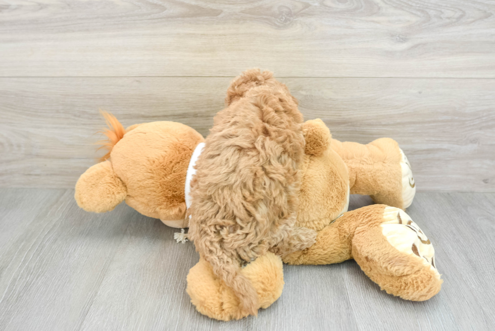 Mini Goldendoodle Puppy for Adoption