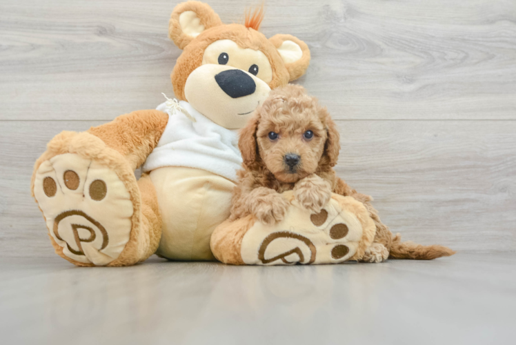Small Mini Goldendoodle Baby