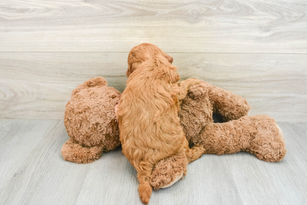 Best Mini Goldendoodle Baby