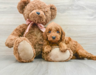 7 week old Mini Goldendoodle Puppy For Sale - Pilesgrove Pups