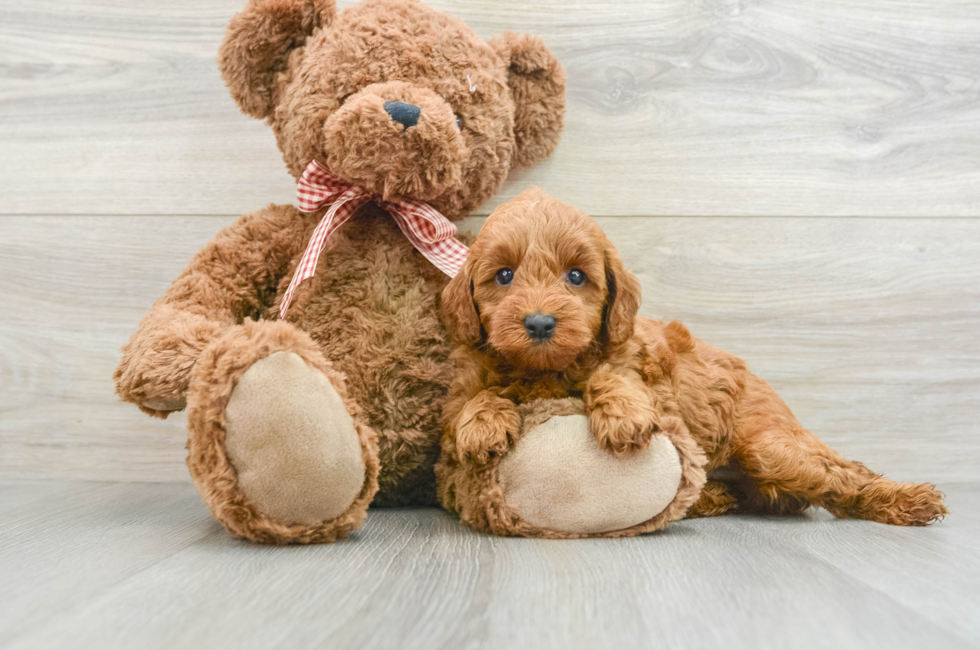 7 week old Mini Goldendoodle Puppy For Sale - Pilesgrove Pups