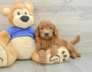 8 week old Mini Goldendoodle Puppy For Sale - Pilesgrove Pups