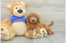 Best Mini Goldendoodle Baby