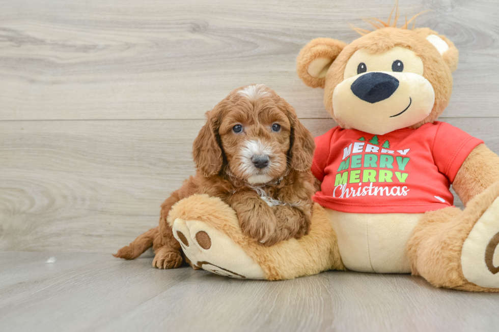 Mini Goldendoodle Pup Being Cute