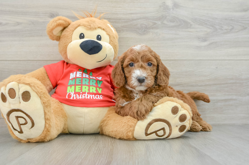 5 week old Mini Goldendoodle Puppy For Sale - Pilesgrove Pups