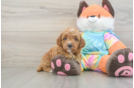 Best Mini Goldendoodle Baby