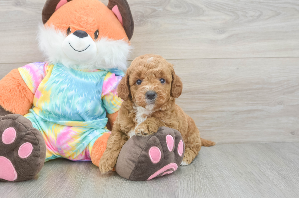 5 week old Mini Goldendoodle Puppy For Sale - Pilesgrove Pups