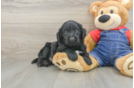 Mini Goldendoodle Puppy for Adoption
