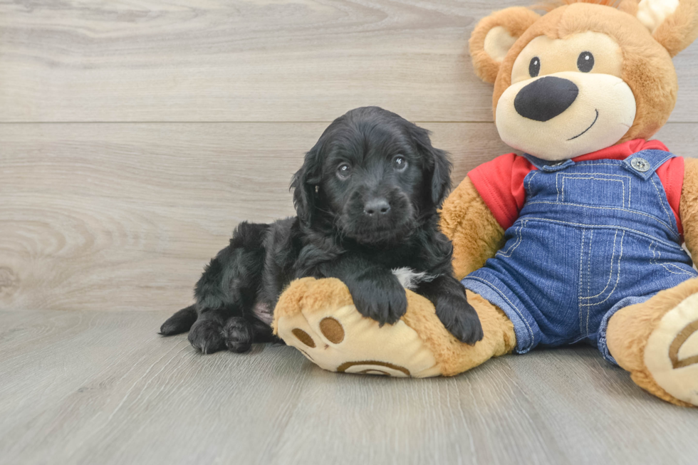 Mini Goldendoodle Puppy for Adoption