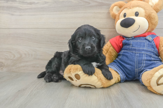 Mini Goldendoodle Puppy for Adoption