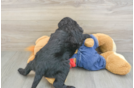 Sweet Mini Goldendoodle Baby