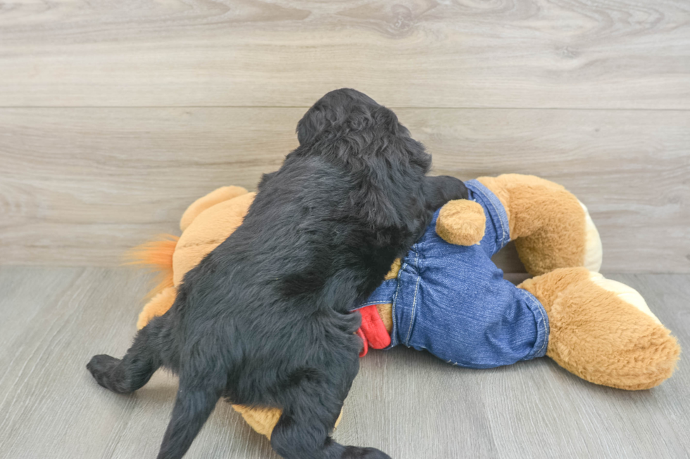 Sweet Mini Goldendoodle Baby