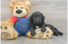 Mini Goldendoodle Pup Being Cute